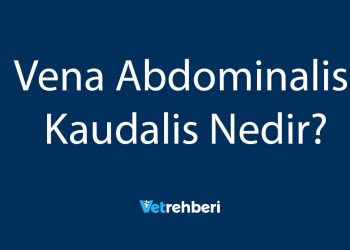 Vena Abdominalis Kaudalis Nedir?