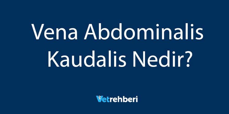 Vena Abdominalis Kaudalis Nedir?