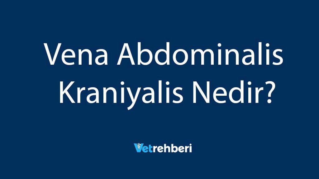 Vena Abdominalis Kraniyalis Nedir?