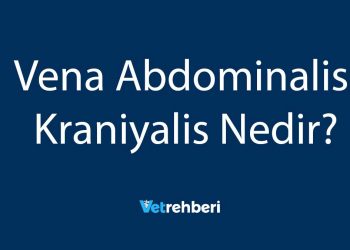 Vena Abdominalis Kraniyalis Nedir?