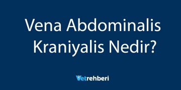Vena Abdominalis Kraniyalis Nedir?