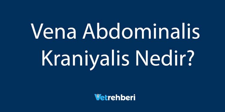 Vena Abdominalis Kraniyalis Nedir?