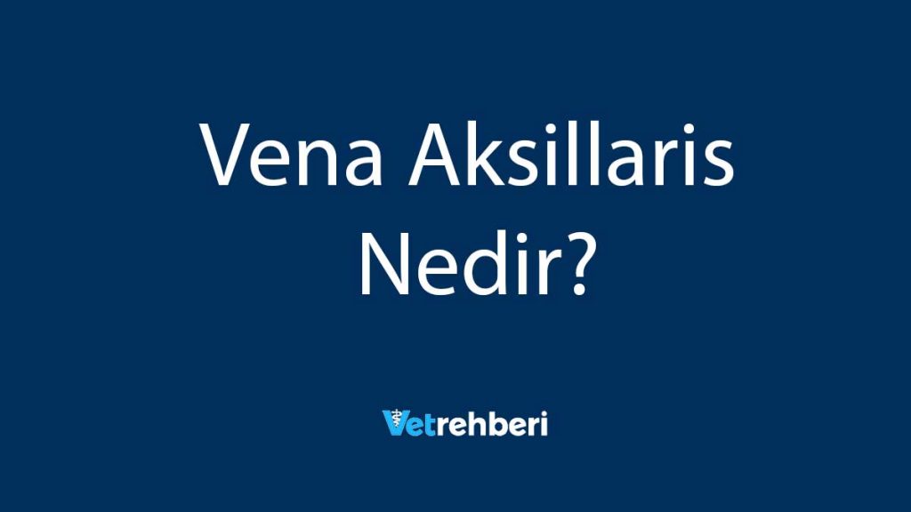 Vena Aksillaris Nedir?