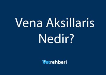 Vena Aksillaris Nedir?