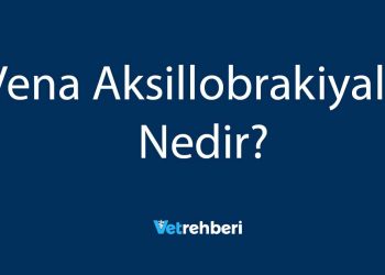 Vena Aksillobrakiyalis Nedir?