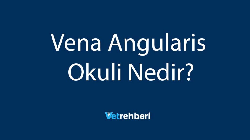 Vena Angularis Okuli Nedir?