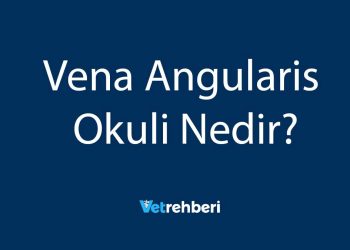 Vena Angularis Okuli Nedir?