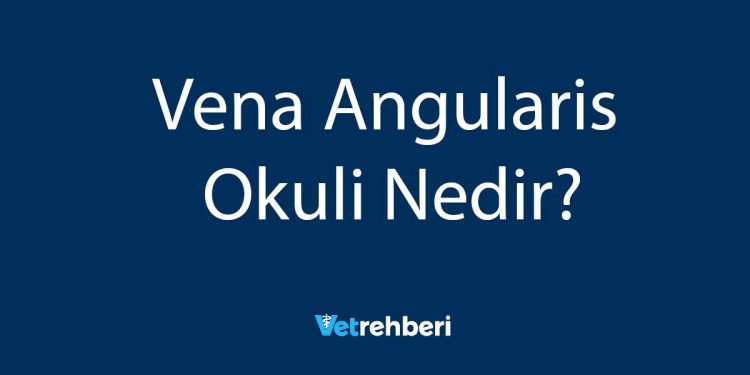 Vena Angularis Okuli Nedir?