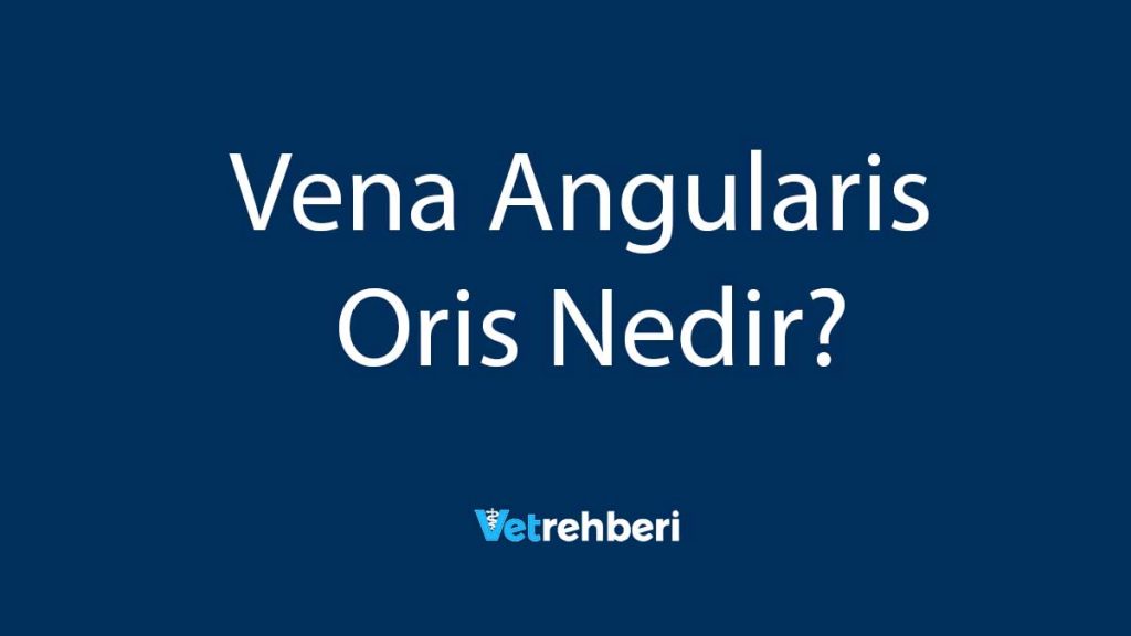 Vena Angularis Oris Nedir?