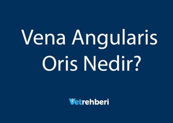 Vena Angularis Oris Nedir?