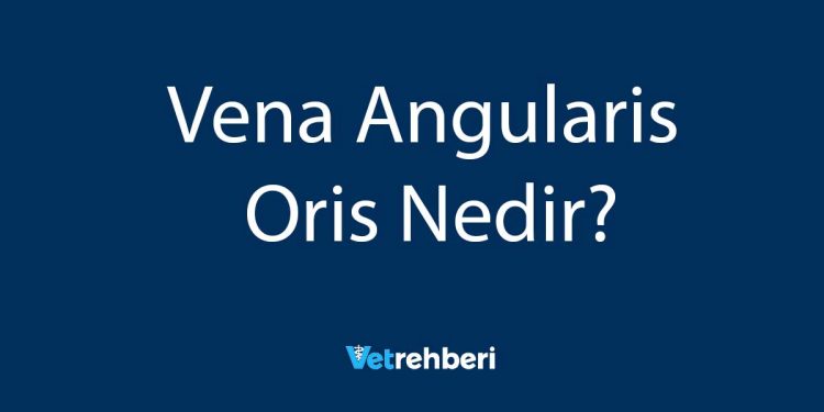 Vena Angularis Oris Nedir?