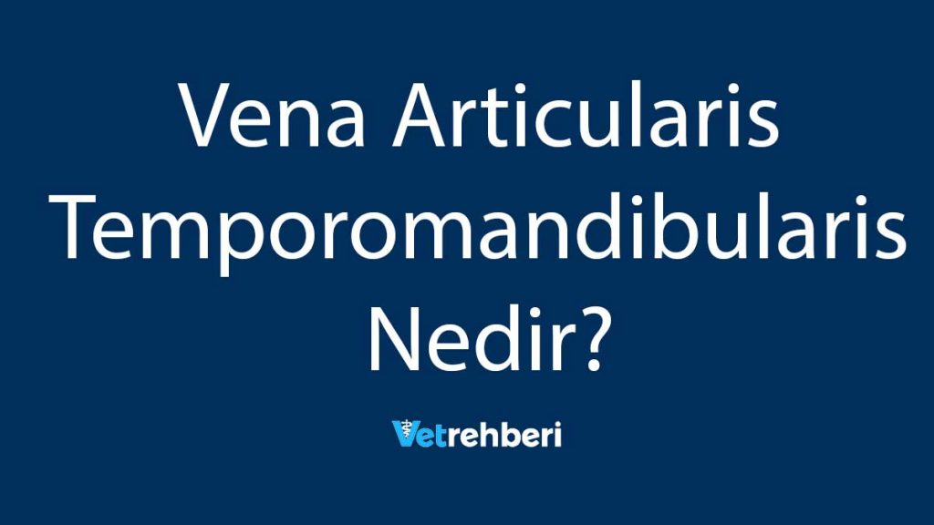 Vena Articularis Temporomandibularis Nedir?