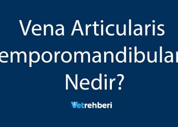Vena Articularis Temporomandibularis Nedir?