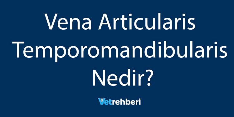 Vena Articularis Temporomandibularis Nedir?