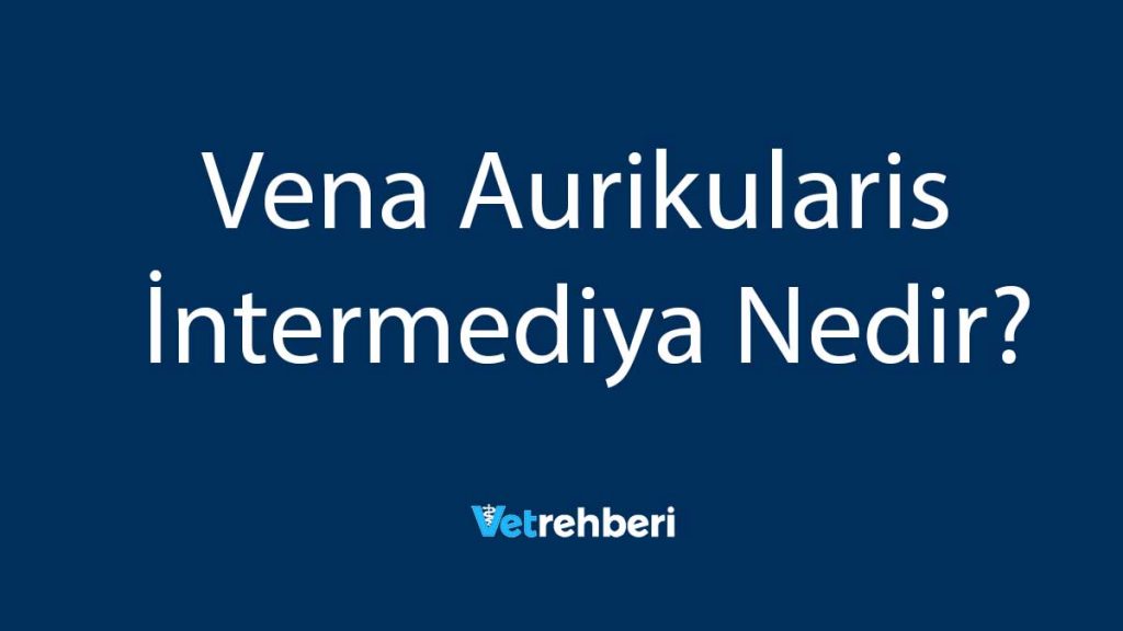 Vena Aurikularis İntermediya Nedir?