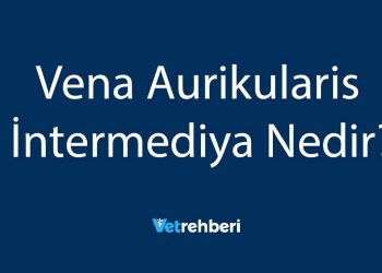 Vena Aurikularis İntermediya Nedir?