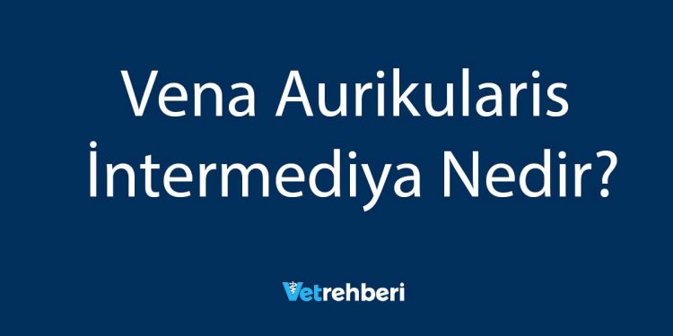 Vena Aurikularis İntermediya Nedir?