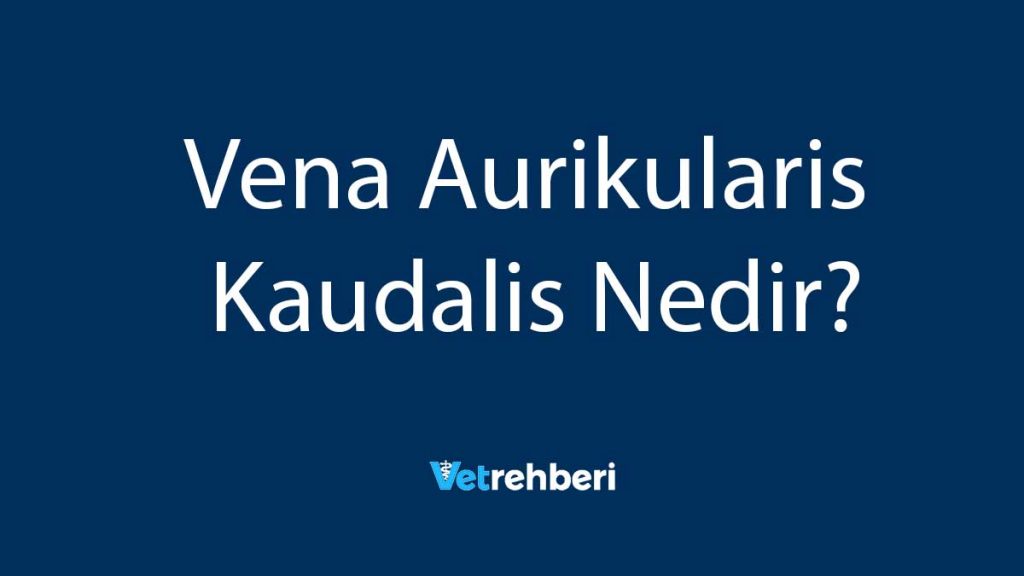 Vena Aurikularis Kaudalis Nedir?