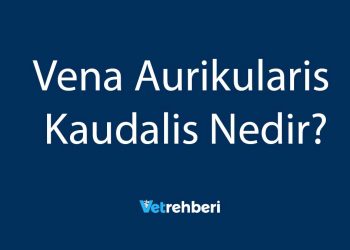 Vena Aurikularis Kaudalis Nedir?