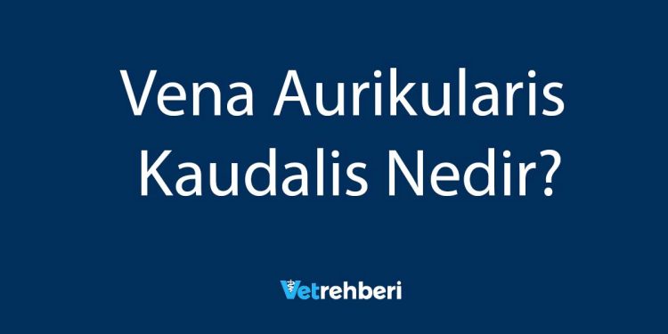 Vena Aurikularis Kaudalis Nedir?