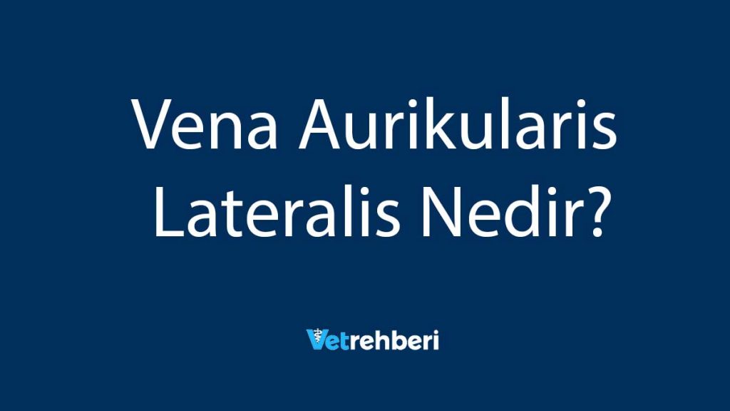 Vena Aurikularis Lateralis Nedir?