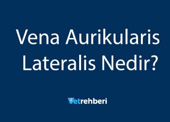 Vena Aurikularis Lateralis Nedir?