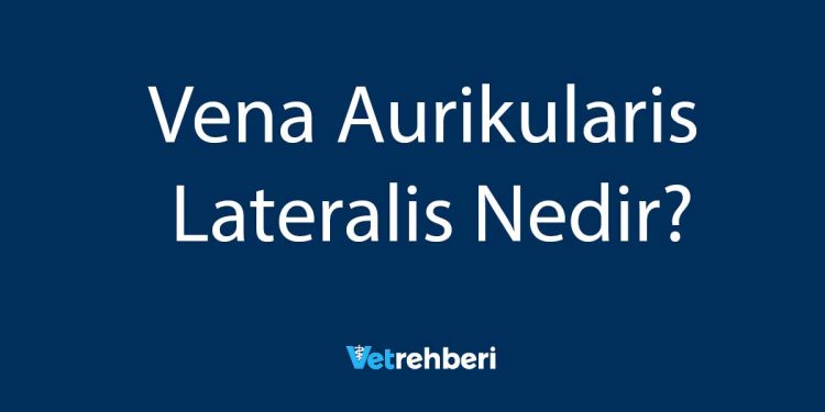 Vena Aurikularis Lateralis Nedir?