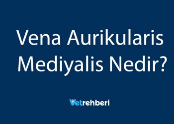 Vena Aurikularis Mediyalis Nedir?