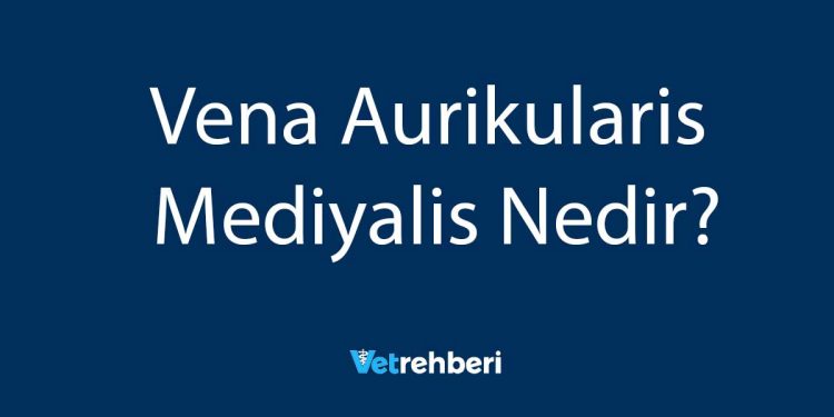 Vena Aurikularis Mediyalis Nedir?