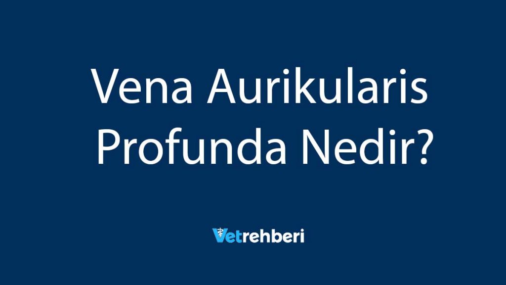 Vena Aurikularis Profunda Nedir?