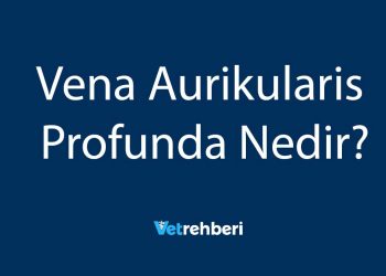 Vena Aurikularis Profunda Nedir?