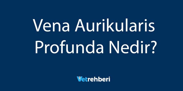 Vena Aurikularis Profunda Nedir?