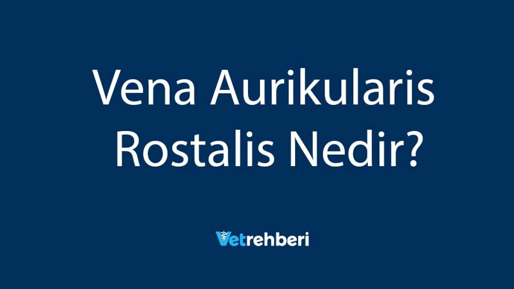 Vena Aurikularis Rostalis Nedir?