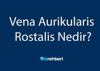 Vena Aurikularis Rostalis Nedir?
