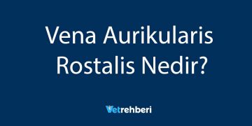 Vena Aurikularis Rostalis Nedir?