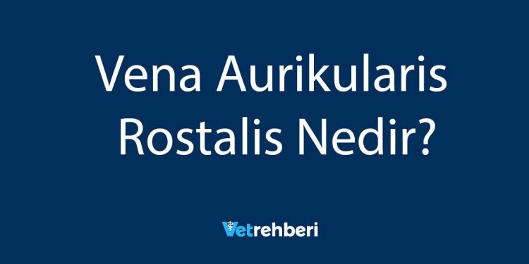 Vena Aurikularis Rostalis Nedir?