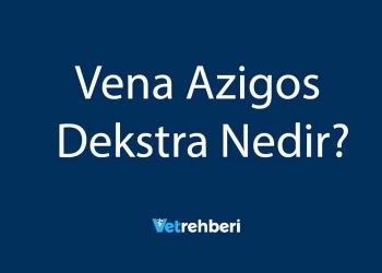 Vena Azigos Dekstra Nedir?