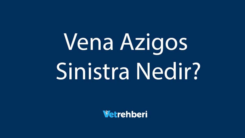 Vena Azigos Sinistra Nedir?