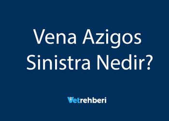 Vena Azigos Sinistra Nedir?