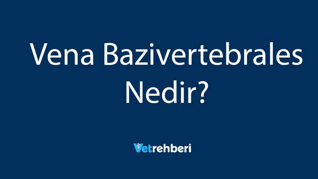 Vena Bazivertebrales Nedir?