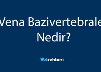 Vena Bazivertebrales Nedir?