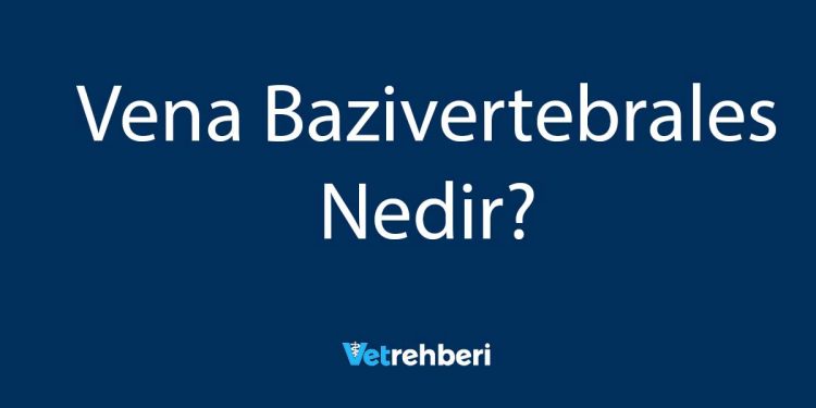 Vena Bazivertebrales Nedir?