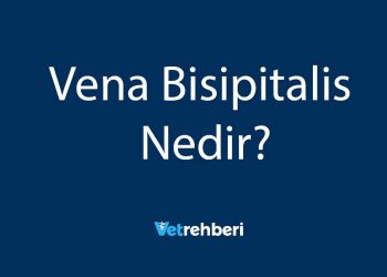 Vena Bisipitalis Nedir?
