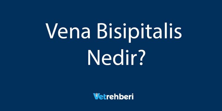 Vena Bisipitalis Nedir?