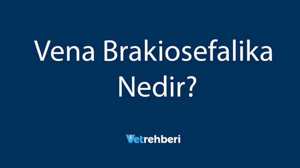 Vena Brakiosefalika Nedir?