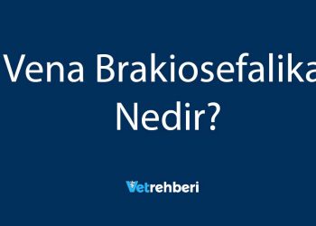 Vena Brakiosefalika Nedir?
