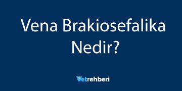 Vena Brakiosefalika Nedir?