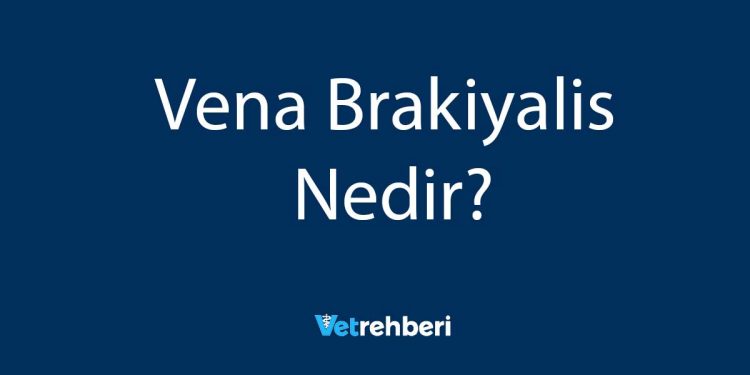 Vena Brakiyalis Nedir?