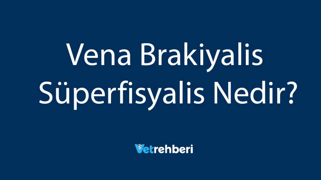 Vena Brakiyalis Süperfisyalis Nedir?