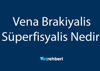 Vena Brakiyalis Süperfisyalis Nedir?